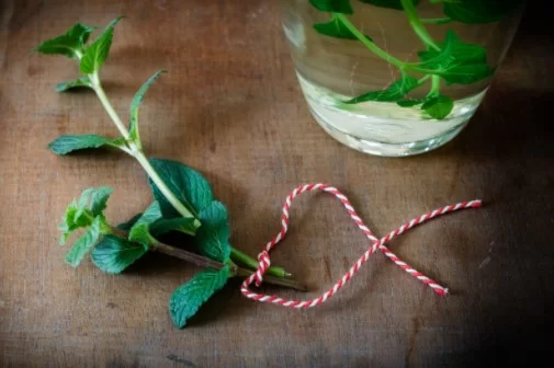 Remedies to Ease Toothache- Peppermint